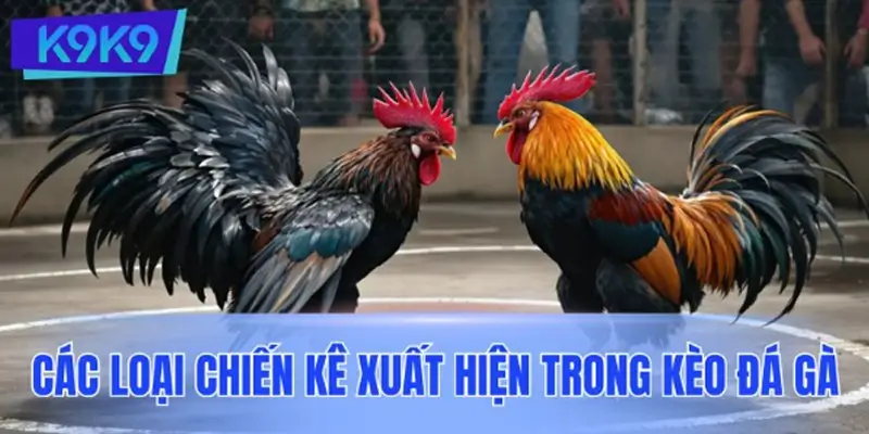 Các loại chiến kê xuất hiện trong kèo đá gà