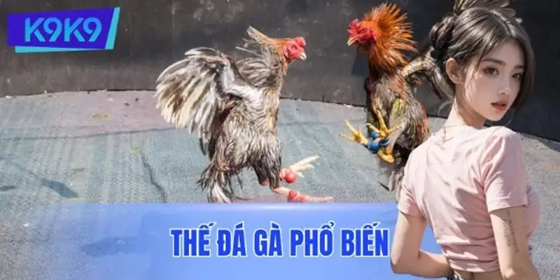 Các Thế Đá Gà Phổ Biến Và Cách Nhận Biết Gà Chiến Hay Nhất