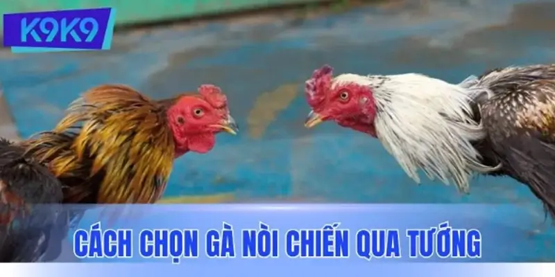Cách chọn gà nòi chiến qua tướng - Đọc hình thể để dự đoán sức đá Cách chọn gà nòi chiến qua tướng - Đọc hình thể để dự đoán sức đá