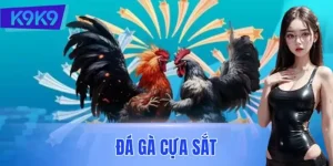 Đá Gà Cựa Sắt Có Gì Hấp Dẫn? Sự Thật Khiến Triệu Người Mê
