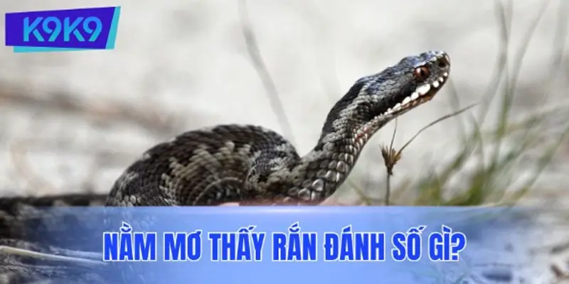 Khi bạn nằm mơ thấy rắn đánh số gì? thì nên chọn số nào?