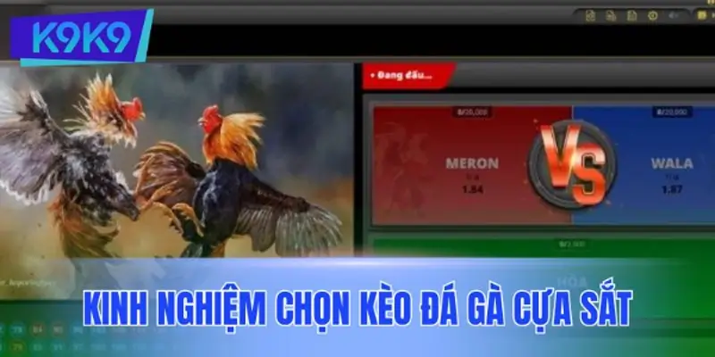 Kinh nghiệm chọn kèo đá gà cựa sắt tại cổng cược