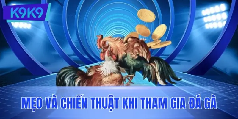 Mẹo và chiến thuật khi tham gia đá gà