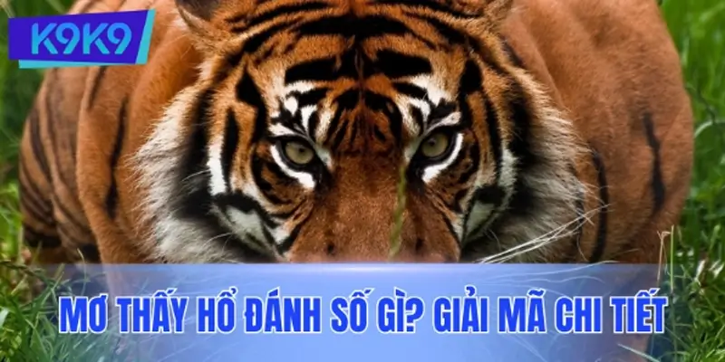 Mơ thấy hổ đánh số gì? Giải mã chi tiết từng trường hợp