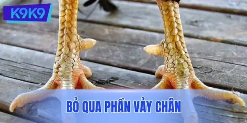 Sai lầm khi nuôi gà chọi mà bỏ qua phần vảy chân Sai lầm khi nuôi gà chọi mà bỏ qua phần vảy chân