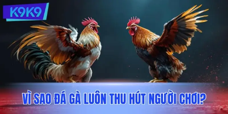 Vì sao đá gà luôn thu hút người chơi?